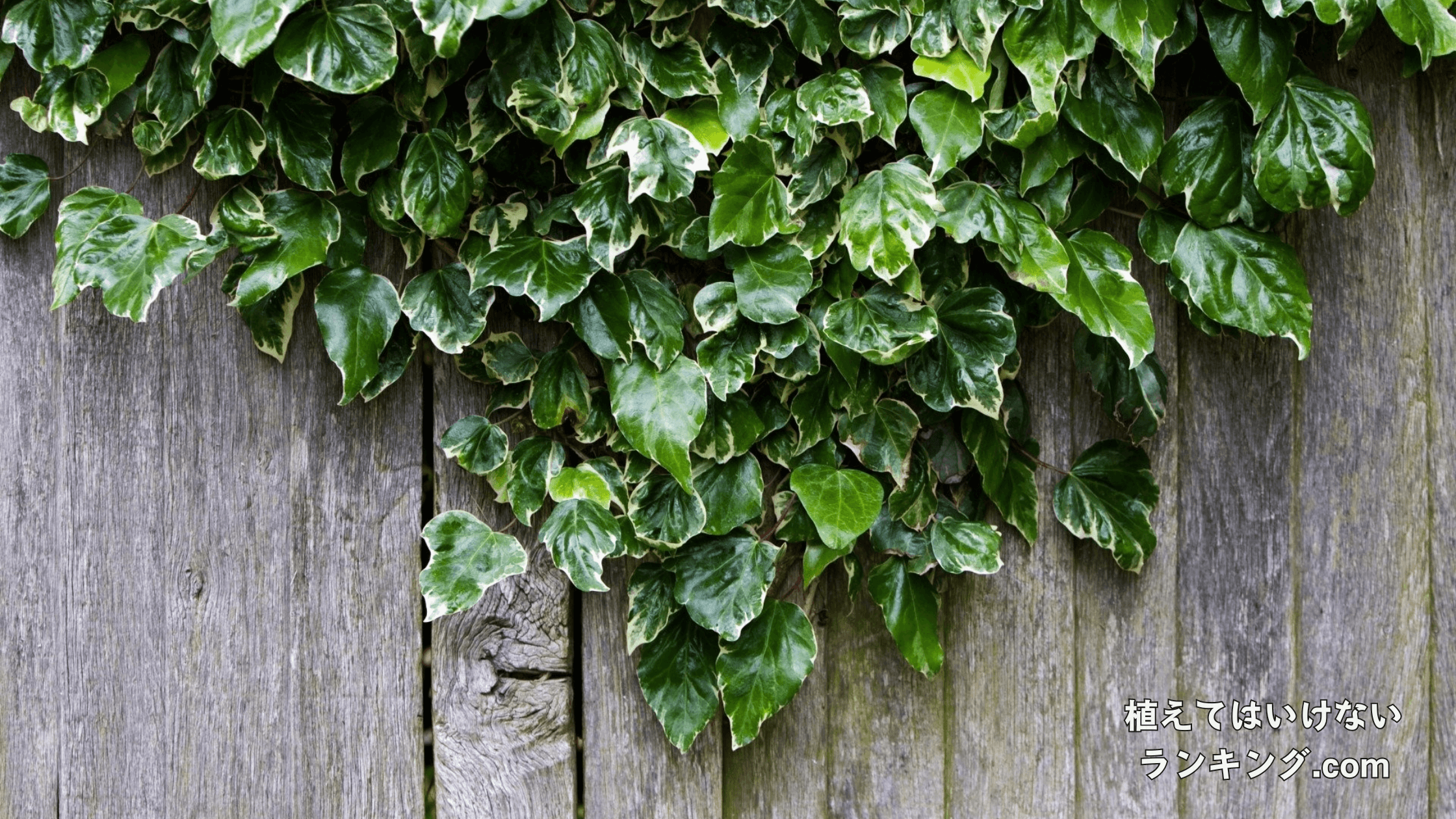 【要注意】アイビーを庭に植えてはいけない理由選！地植えの時期はいつ？