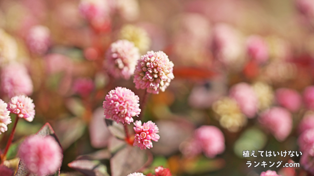 植えてはいけないランキング11位：ヒメツルソバ