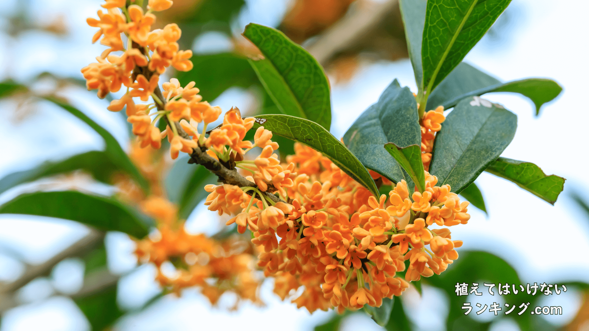 【近所迷惑】金木犀(キンモクセイ)を庭に植えてはいけない理由5選！植えるデメリットまで徹底解説