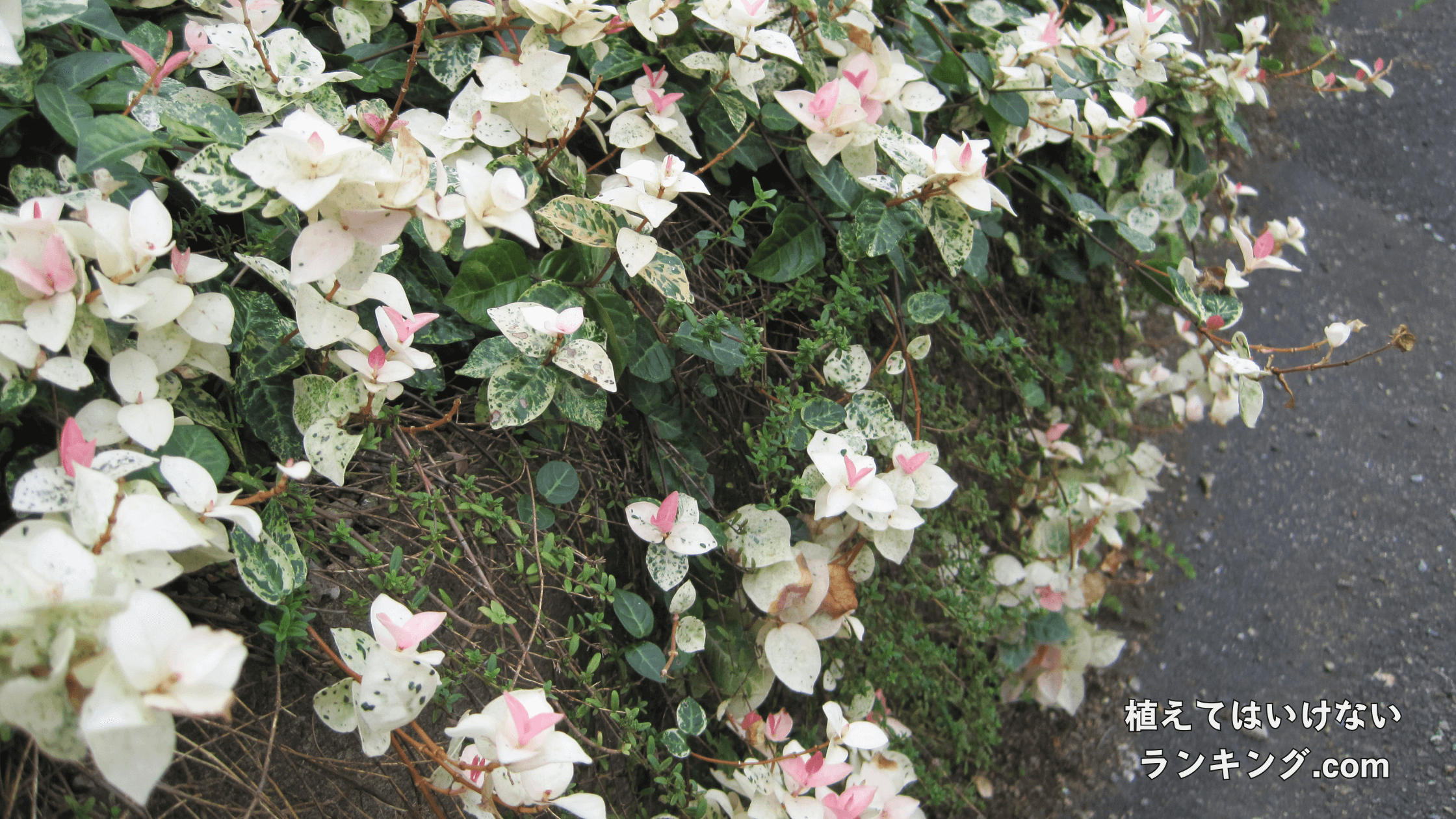 【面倒】ハツユキカズラを庭に植えてはいけない理由選！風水から花言葉まで徹底解説