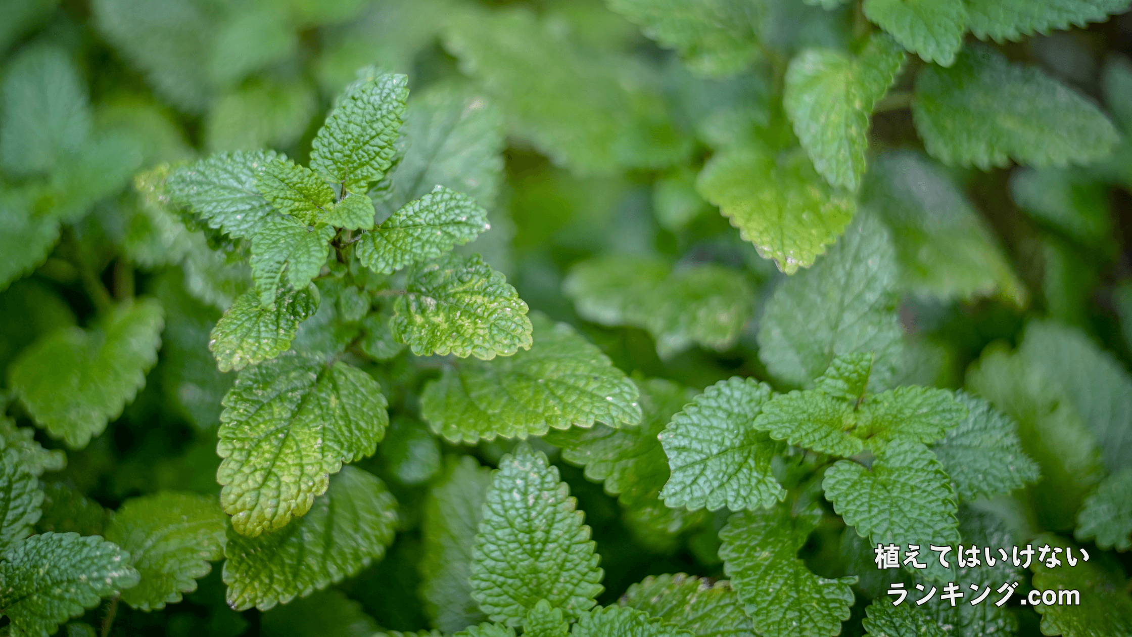 【毒性】レモンバームを庭に植えてはいけない理由5選！種まきの時期まで徹底解説