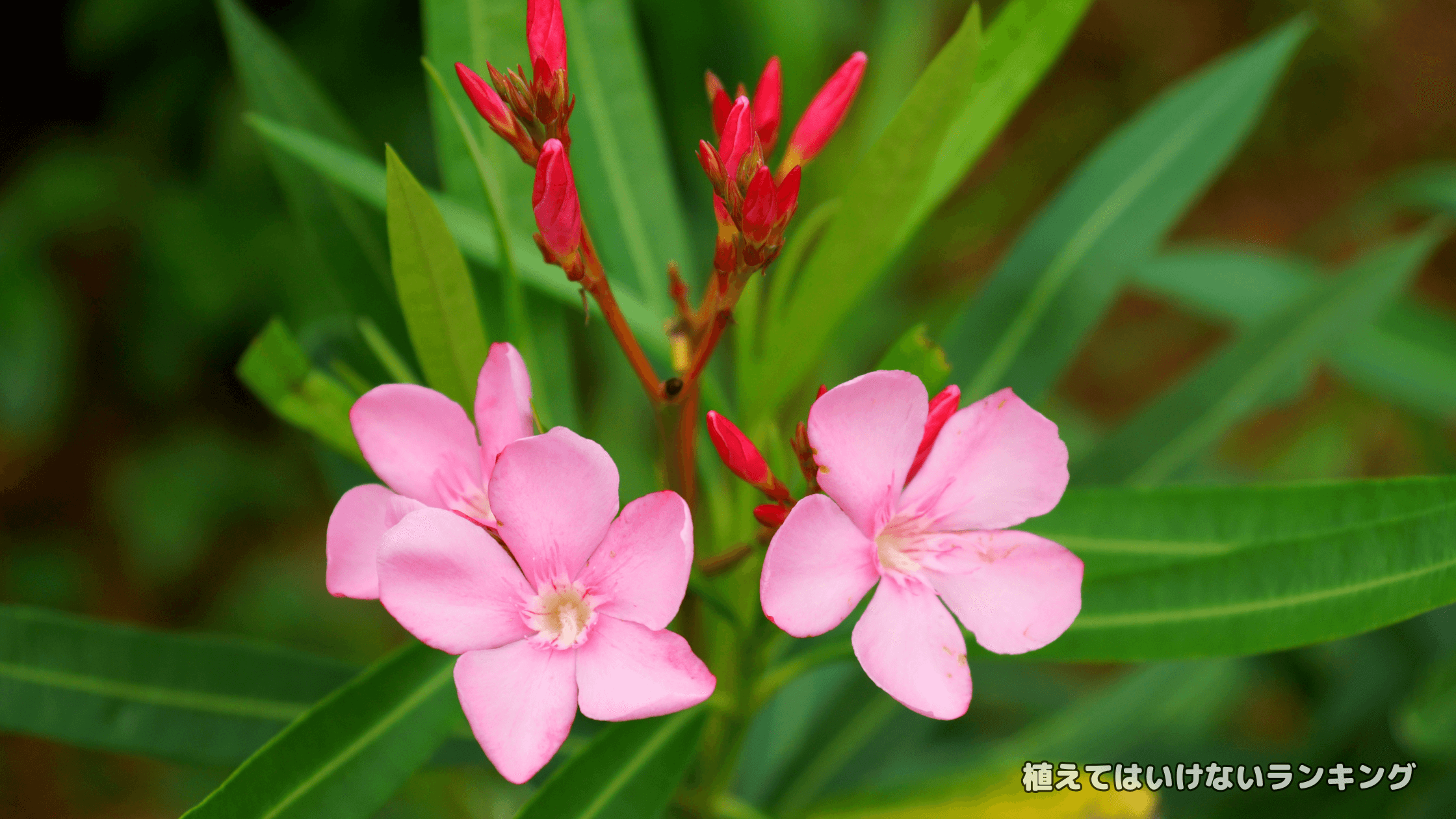 【強毒性】夾竹桃はなぜ植えるのか？見分け方まで徹底解説