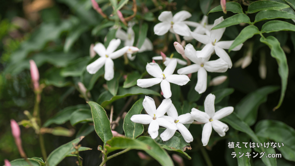 【迷惑?】ハゴロモジャスミンを植えてはいけない理由選！花言葉や風水まで徹底解説