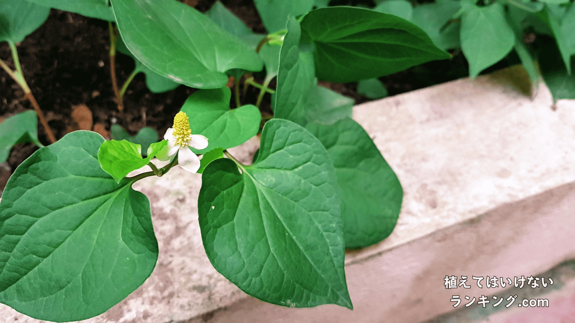 【臭い】ドクダミを庭に植えてはいけない理由7選！代わりにおすすめの植物まで徹底解説