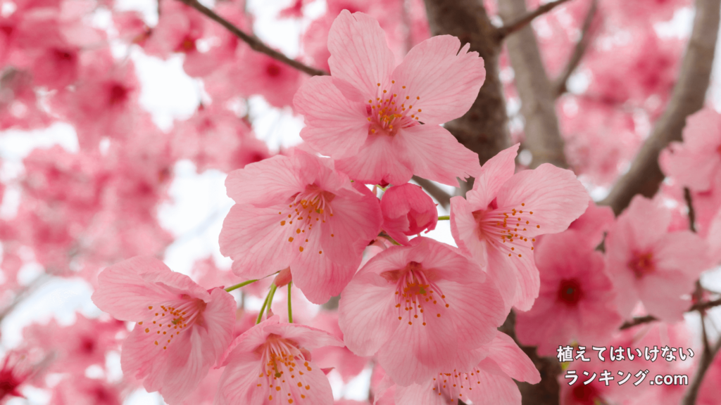 植えてはいけないランキング02位：桜の木
