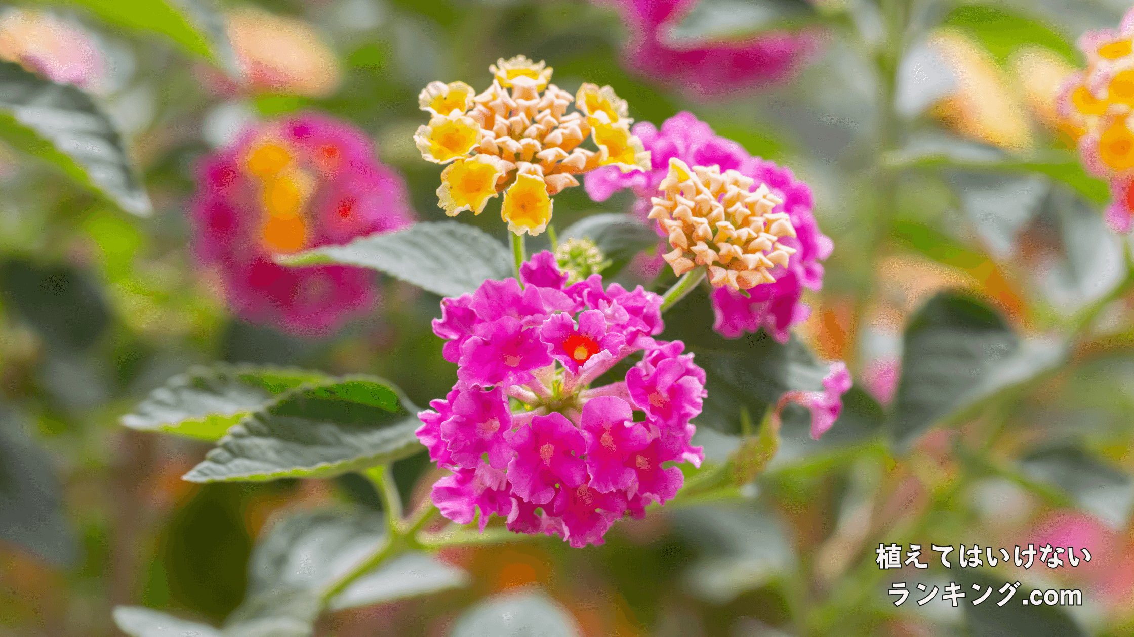 【花言葉が怖い?】ランタナを庭に植えてはいけない理由5選！虫除け効果があるって本当？