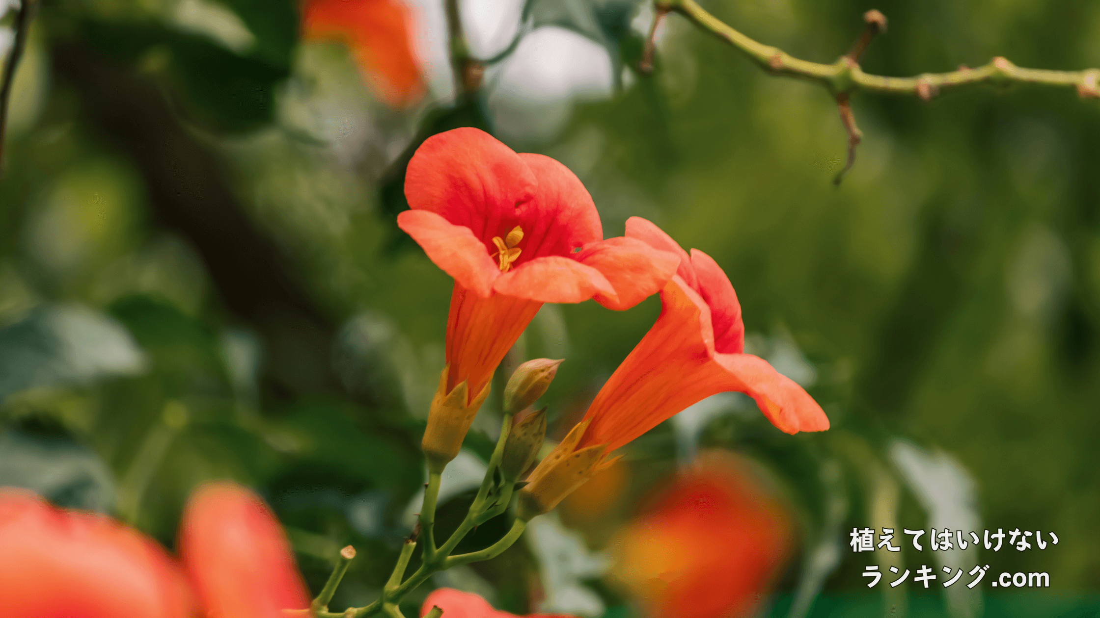 【毒性】ノウゼンカズラを庭に植えてはいけない理由5選！花言葉が怖い/縁起が悪いって本当？