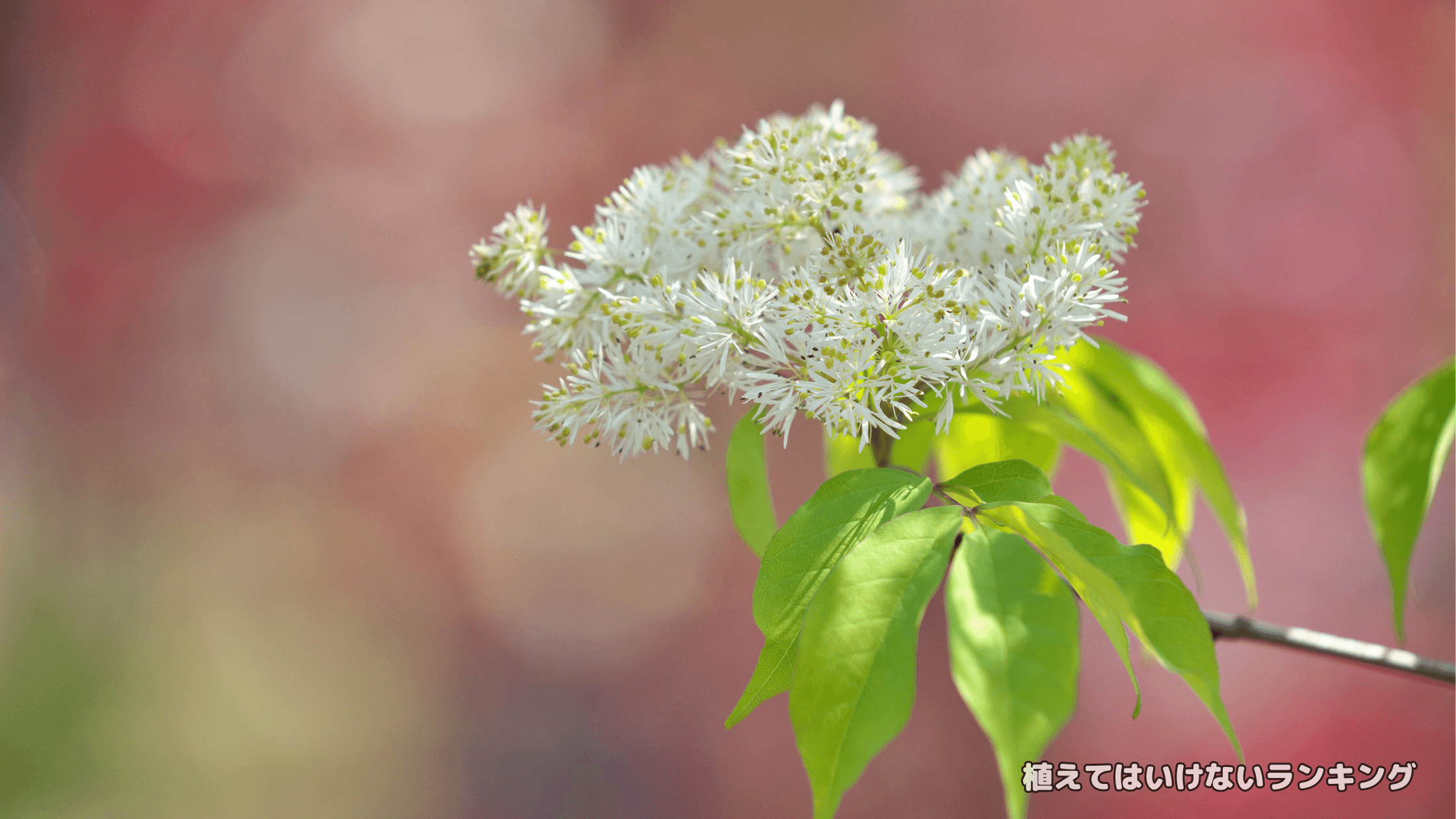 【迷惑】アオダモを植えて後悔すること6選！害虫対策から大きくしない方法まで徹底解説