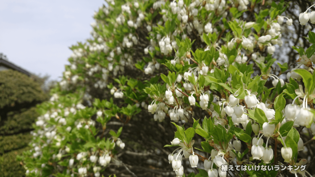 【迷惑?】ドウダンツツジを庭に植えてはいけない理由5選！育て方まで徹底解説