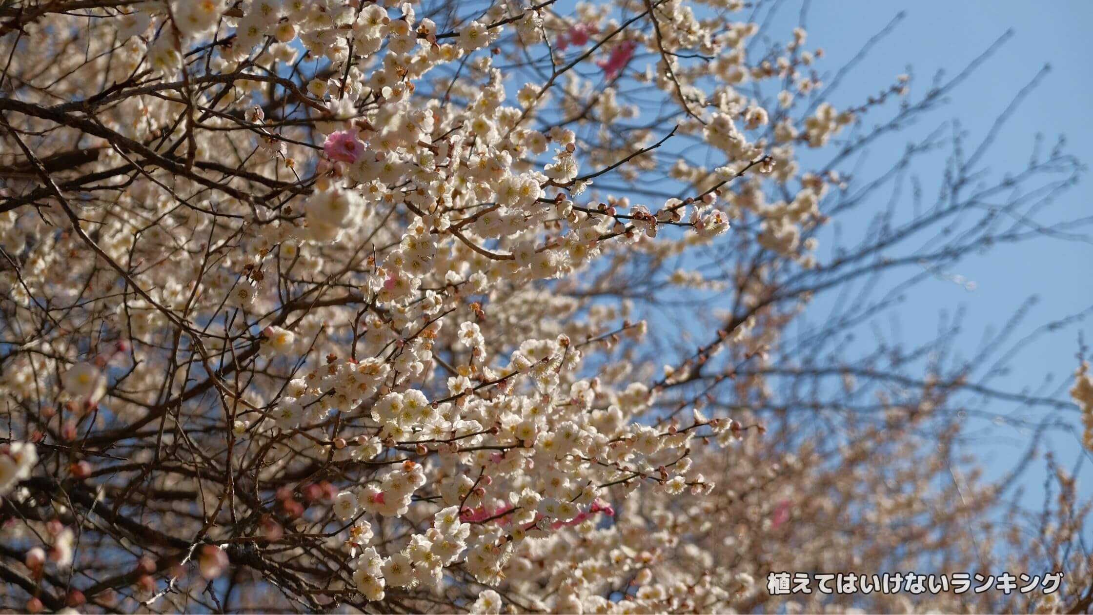 【寿命】梅の木を庭に植えてはいけない理由7選！小さく育てるコツまで徹底解説