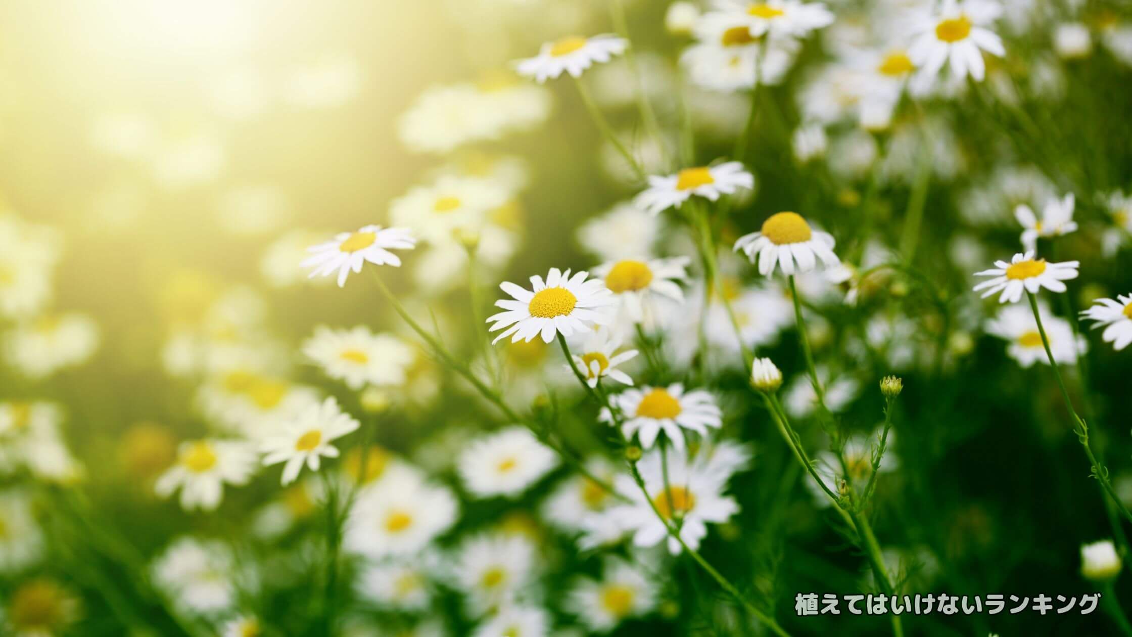 【繁殖力】カモミールを庭に植えてはいけない理由7選！地植えの注意点からプランターの育て方まで徹底解説