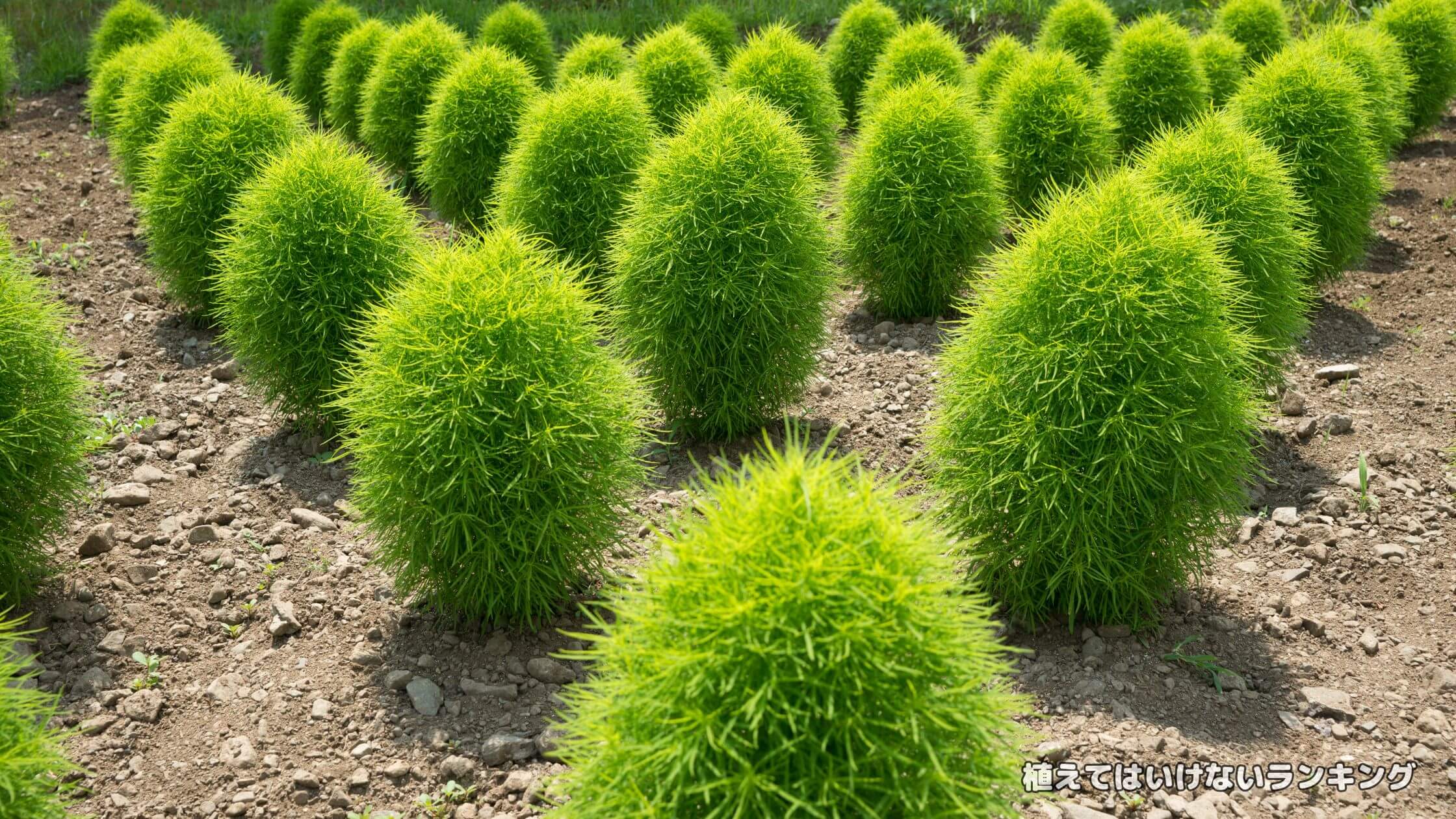 【大量発生】コキアを庭に植えてはいけない理由選！鉢植えでの育て方のコツまで徹底解説