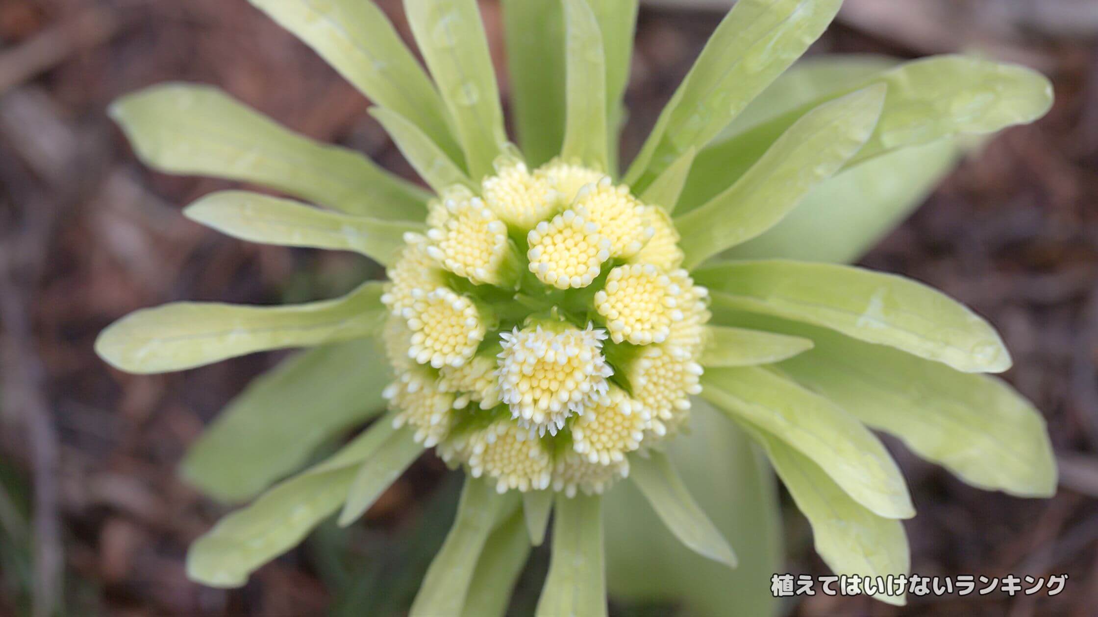 【栽培】ふきのとうを庭に植えてはいけない理由選！勝手に生えるって本当？