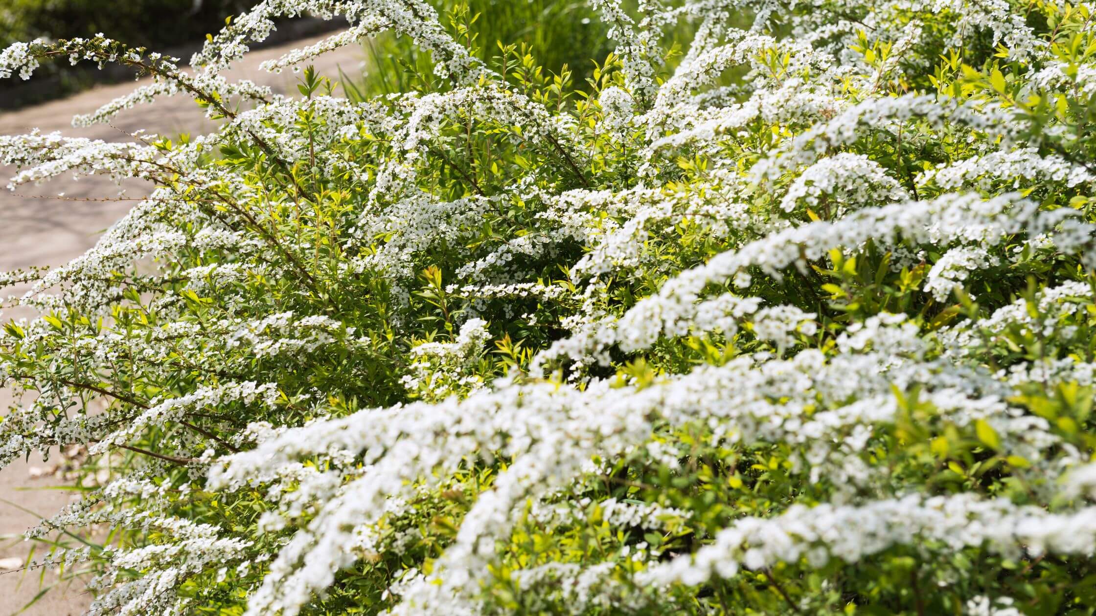 【毒性】雪柳(ユキヤナギ)を庭に植えてはいけない理由5選！花言葉が怖いって本当？