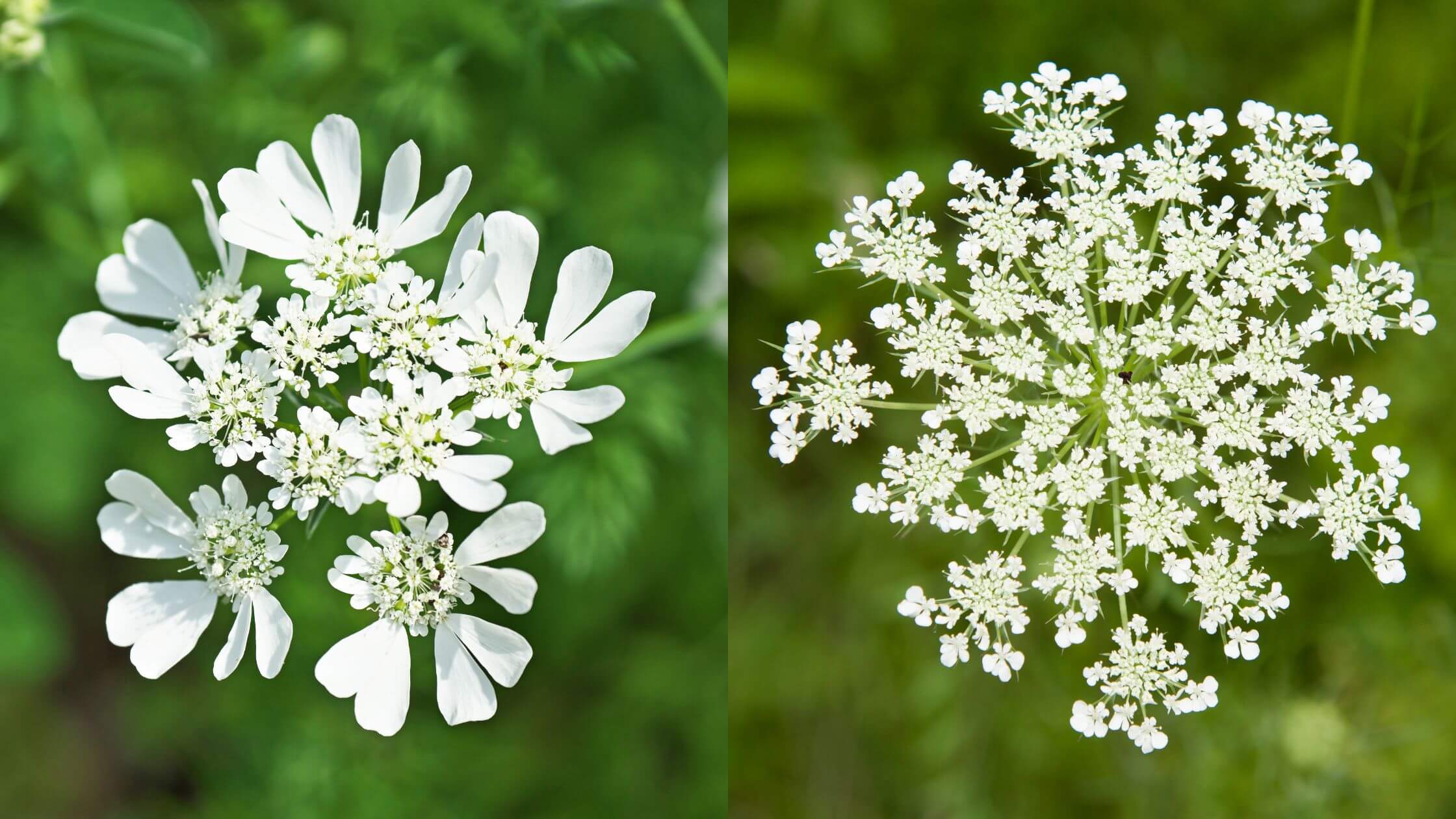 【10項目】オルレアとレースフラワーの違いは？似た花の特徴を徹底比較